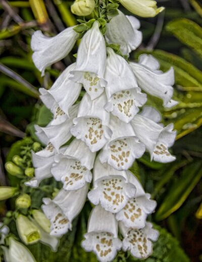 SeaWord_060312_12sm-min