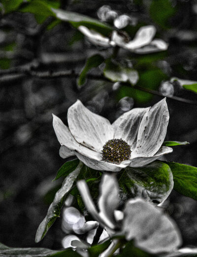 Yosenite_SP_2013_18Sm-min