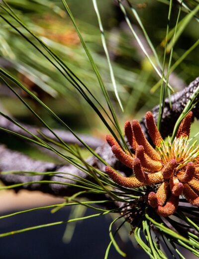 Yosenite_SP_2013_20Sm-min