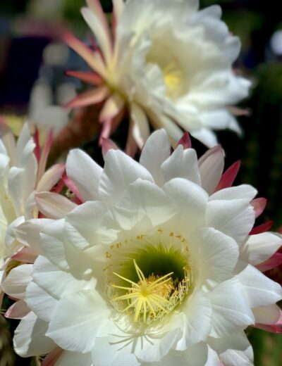 Photo taken with Focos