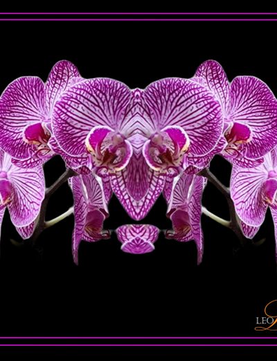 Double Pink Orchid