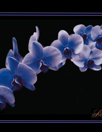 Orchid in blue