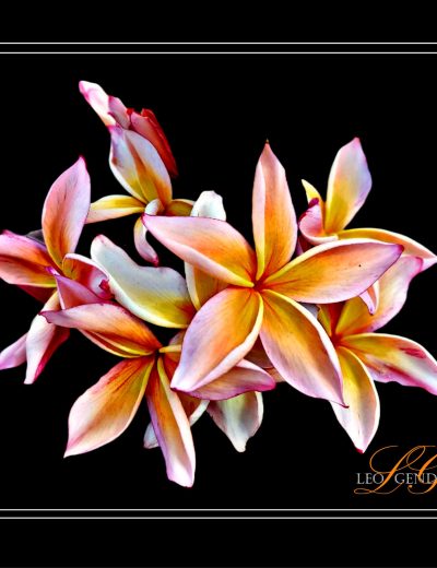 PLUMERIA_ART