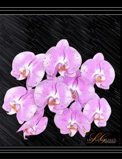 Pink Orchids
