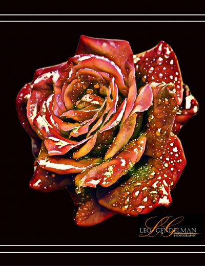 Rose on Black_Signature