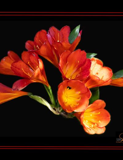 flowers bunch-Art_Sig