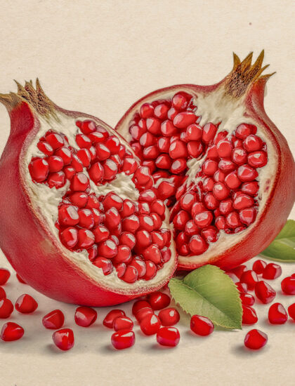 Pomegranate_color_Pencil 1